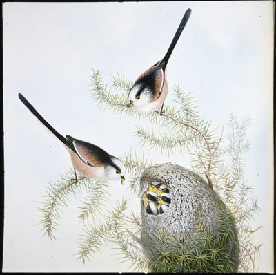 Staartmees door John (after) Gould