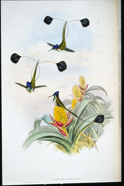 Wonderbaarlijke Kolibrie (Loddigesia Mirabilis) door John (after) Gould