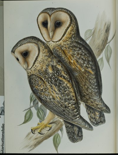 Gemaskerde kerkuil (Strix Personata) door John (after) Gould