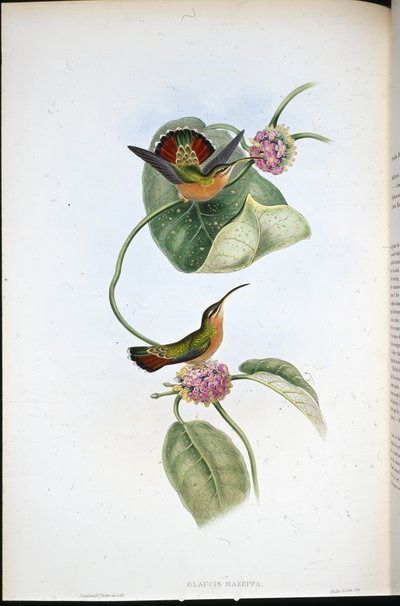 Mazeppa kluizenaar (Glaucis Mazeppa) door John (after) Gould