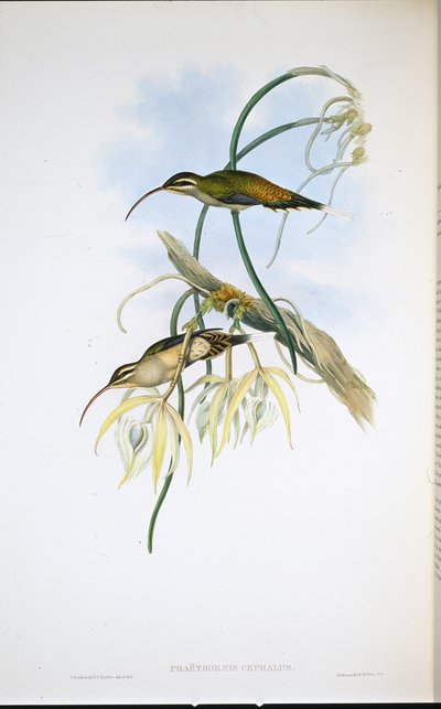 Mexicaanse kluizenaar (Phaethornis Cephalus) door John (after) Gould