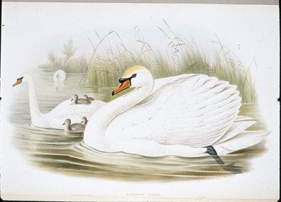 Knobbelzwaan (Cygnus Olor) door John (after) Gould