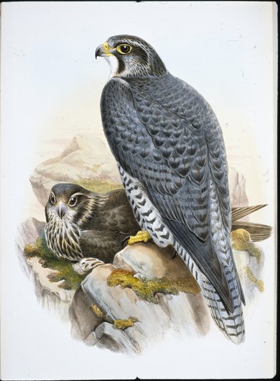 Noorse of giervalk door John (after) Gould