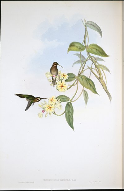 Obscure Heremiet door John (after) Gould
