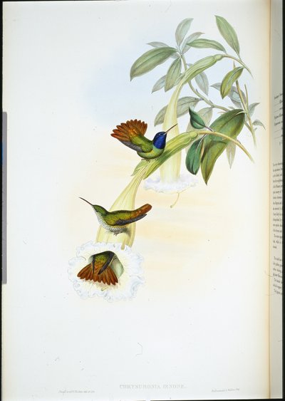 Oenone Kolibrie (Chrysuronia oenone) door John (after) Gould