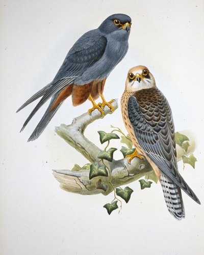 Roodpootvalk (Erythropus Vespertinus) door John (after) Gould
