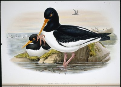 Scholekster (Heamatopus Ostralegus) door John (after) Gould