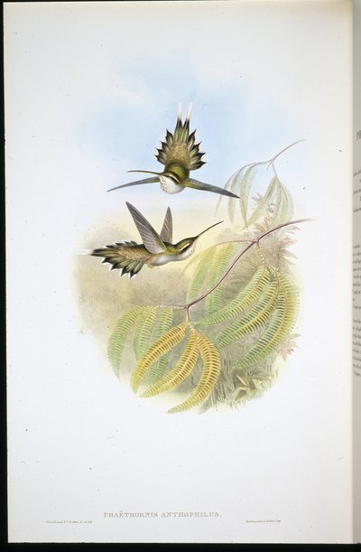 Bleke kluizenaar (Phaethornis Anthophilis) door John (after) Gould