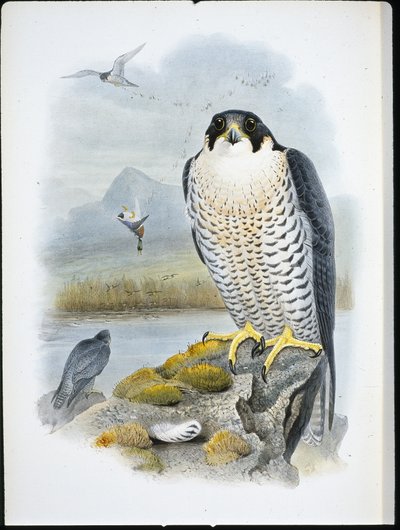 Slechtvalk (Falco Peregrinus) door John (after) Gould