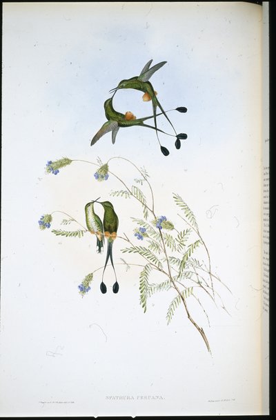 Peruaanse Racketstaart door John (after) Gould