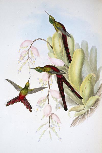 Phaon komeet (Cometes Phaon) door John (after) Gould