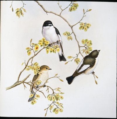 Bonte vliegenvanger (Muscicapa Atricapilla) door John (after) Gould