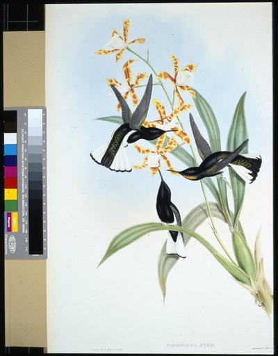 Bonte Jacobijn (florisuga ater) door John (after) Gould