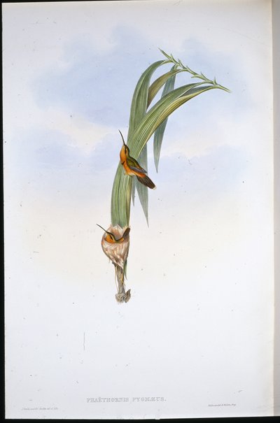 Dwerg Heremiet door John (after) Gould