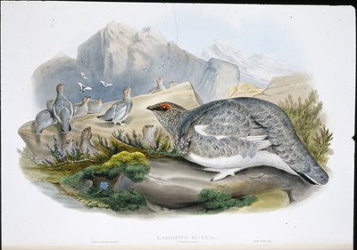 Sneeuwhoen (Herfstkleed) (Lagopus Mutus) door John (after) Gould