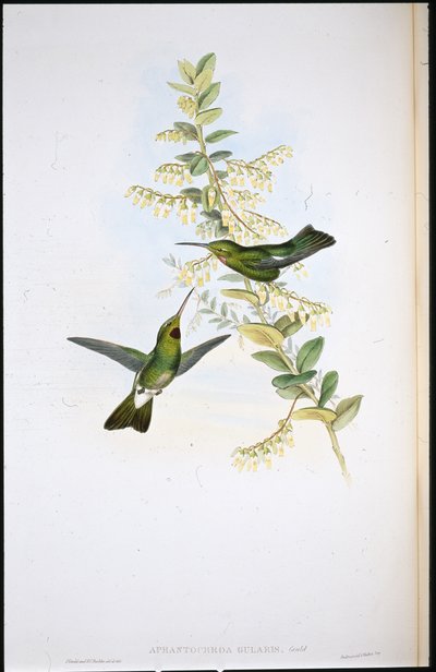 Bruinroodkeelkolibrie door John (after) Gould