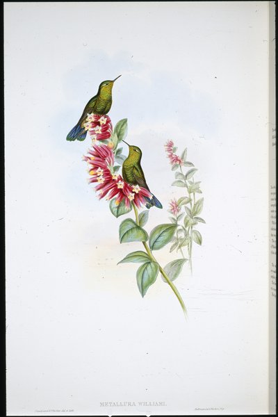 Paarse Staart (Metallura Williami) door John (after) Gould