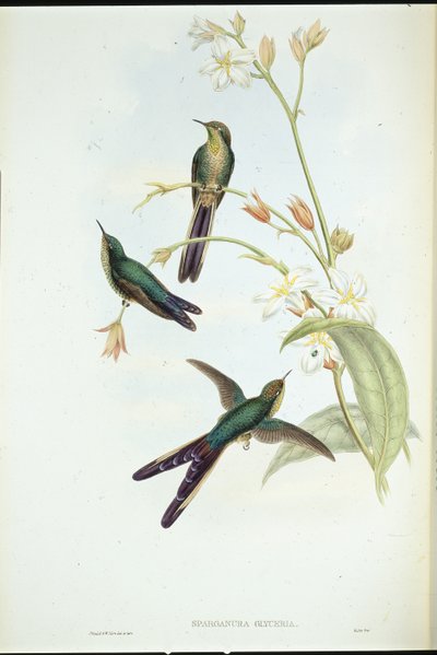 Purperstaartkomethoningvogel door John (after) Gould