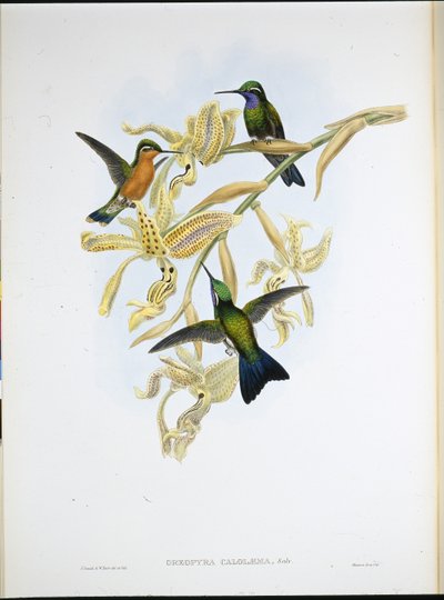 Purperkeelkolibrie (Oreopyra Calolaema) door John (after) Gould