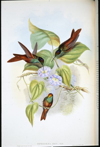 Regenboog (Diphogena Iris) door John (after) Gould