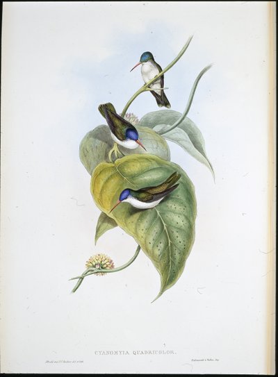 Roodbek-azuurkroon (Cyanomyia Quadricolor) door John (after) Gould