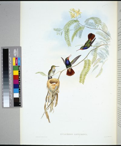 Roodkeel Saffier (hylocharis sapphirinus) door John (after) Gould