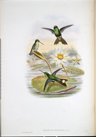 Roodgevent Witte-tip Kolibrie door John (after) Gould