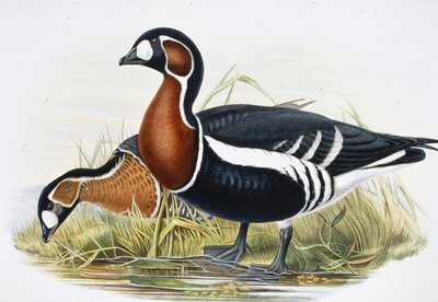 Roodhalsgans (Bernicla Ruficollis) door John (after) Gould
