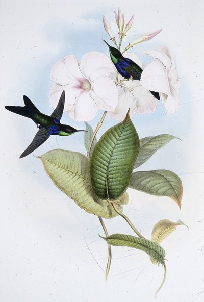 Schitterende Panoplites (Thalurania Refulgens) door John (after) Gould