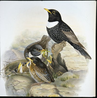 Beflijster (Mer Ulatorquata) door John (after) Gould
