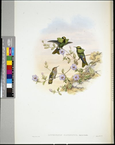 Roraima Coquette door John (after) Gould