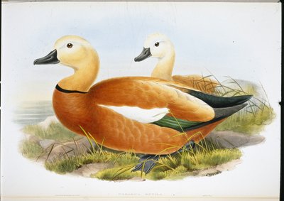 Rode casarca (Casaraca Rutila) door John (after) Gould