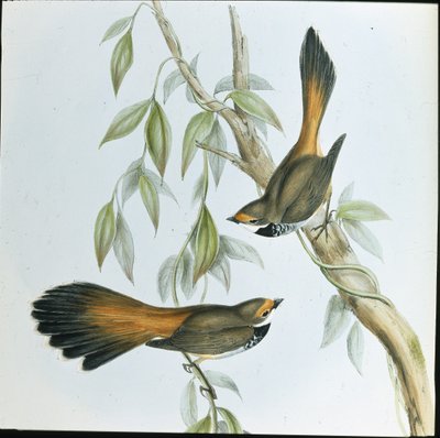 Roodvoorhoofdwaaierstaart door John (after) Gould