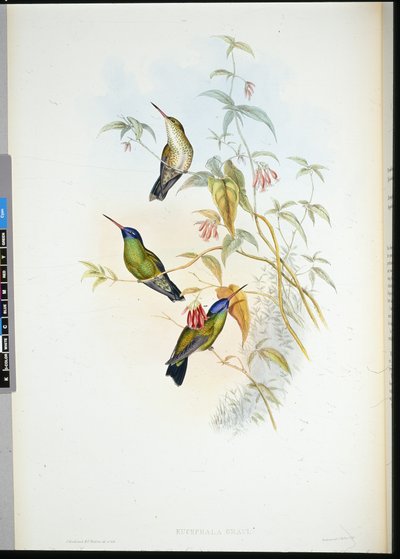 Roodvlamdrager (selasphorus rufus) door John (after) Gould