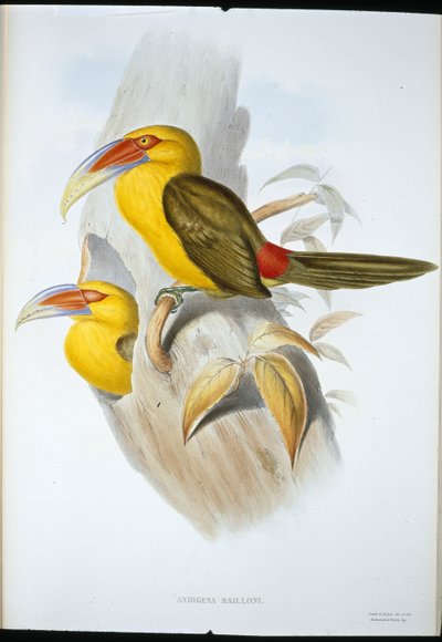 Saffraankleurige Heuveltoekan door John (after) Gould