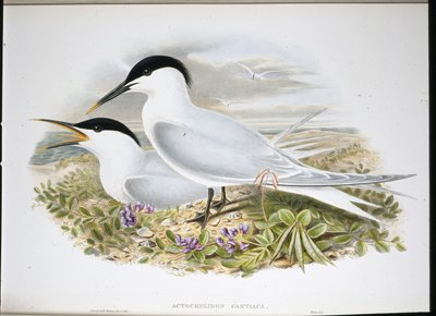 Grote Stern door John (after) Gould