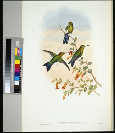Saffier-vented Puff-leg (eriocnemis sapphiropygia) door John (after) Gould