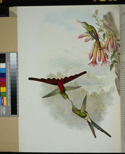 Sappho komeet (cometes sparganurus) door John (after) Gould