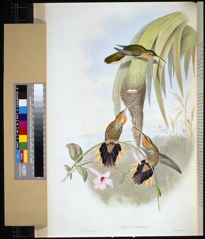 Zaagbek (grypus naevius) door John (after) Gould