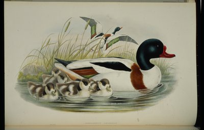 Bergeend (Tadorna Vulpanser) door John (after) Gould