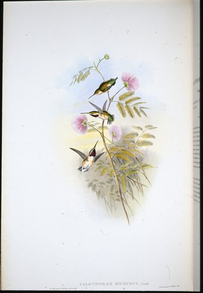 Kortstaartbosster door John (after) Gould