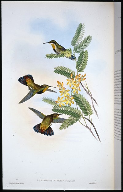 Somber Sabelvleugel door John (after) Gould