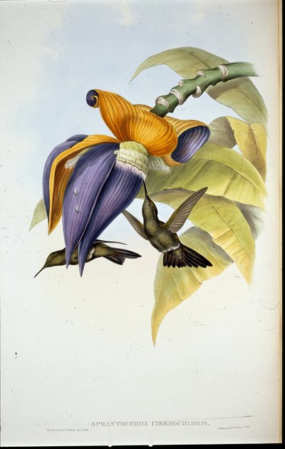 Somber Kolibrie (Aphantochroa cirrhochloris) door John (after) Gould