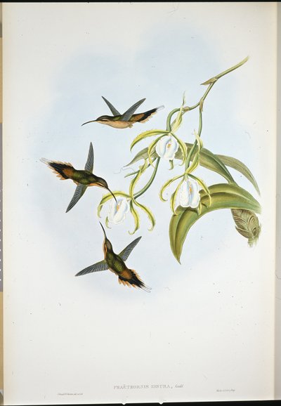 Zuidelijke Heremiet (Phaethornis Zonura) door John (after) Gould