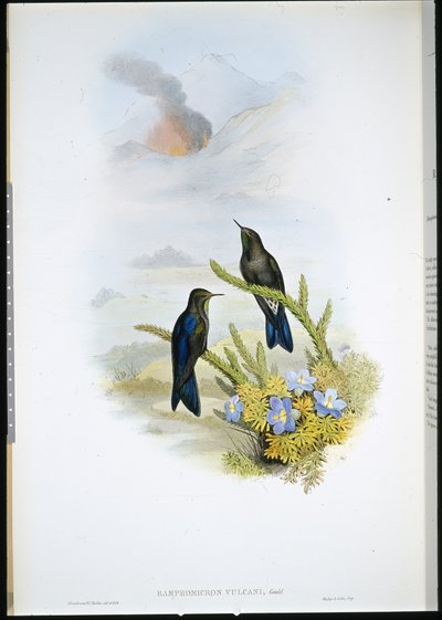 Zuidelijke doornbek (Ramphomicron Vulcani) door John (after) Gould