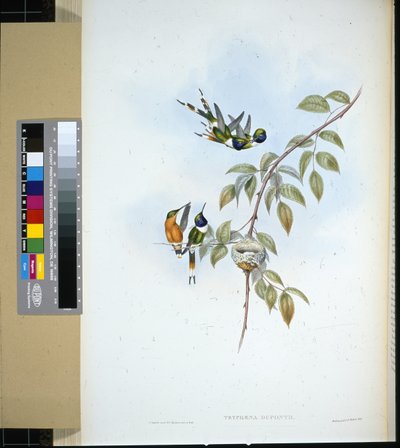 Sprankelstaart (tryphaena dupontii) door John (after) Gould