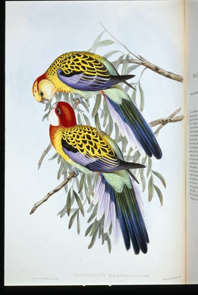 Prachtparkiet (palatycercus Splendidus) door John (after) Gould