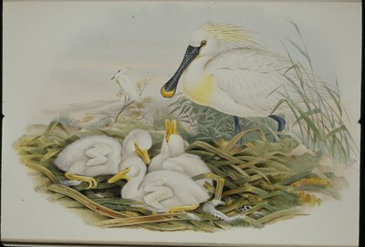 Lepelaar (Platalea Leucorodia) door John (after) Gould
