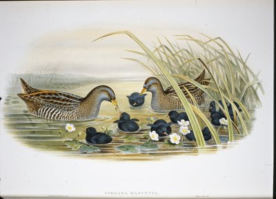 Porseleinhoen (Porzana Maruetta) door John (after) Gould