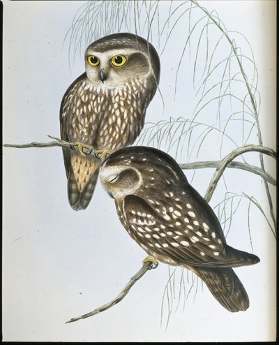 Gevlekte uil (Athene Maculata) door John (after) Gould